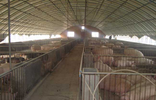 现代化生态养猪大棚建设