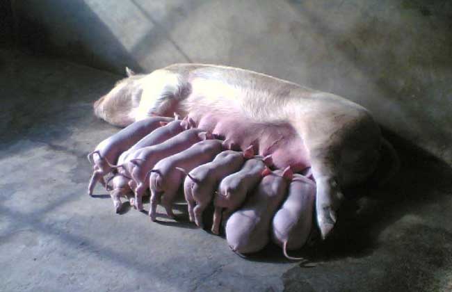 母猪配种技术