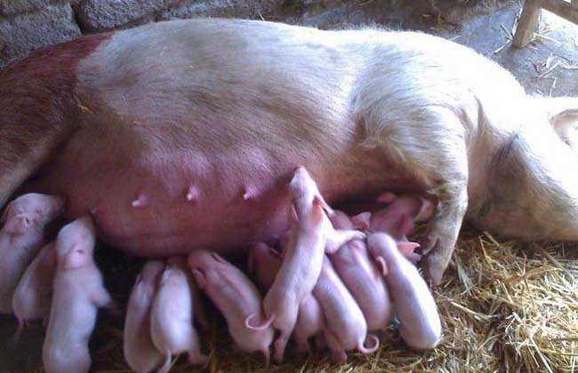 怀孕母猪饲养技术