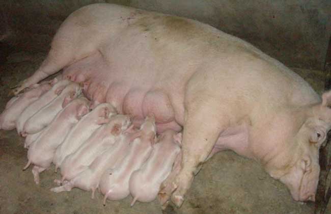 母猪养殖管理