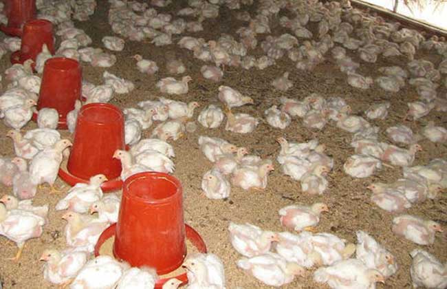 发酵床养鸡技术
