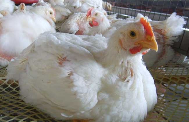 肉鸡养殖技术