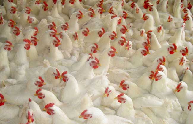 肉鸡养殖技术