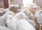 小尾寒羊养殖技术视频