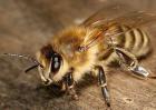蜜蜂白垩病防治方法