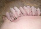 怀孕母猪饲养技术视频