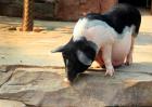 母猪养殖管理视频