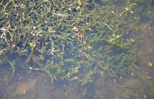 龙虾池水草种植技术
