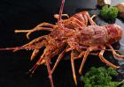 澳洲龙虾多少钱一斤？
