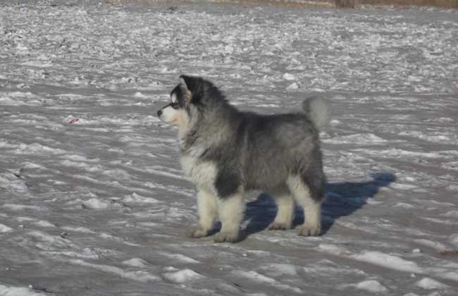 阿拉斯加雪橇犬怎么养