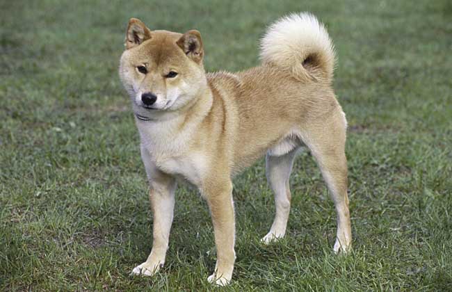 日本柴犬怎么养？