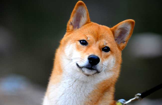 日本柴犬怎么养