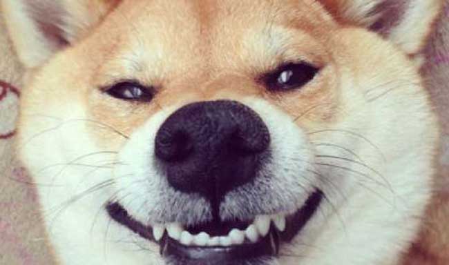 柴犬搞笑表情图片
