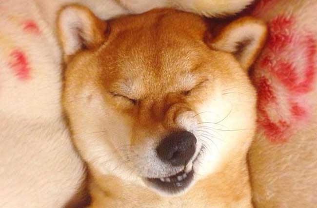 柴犬搞笑表情图片