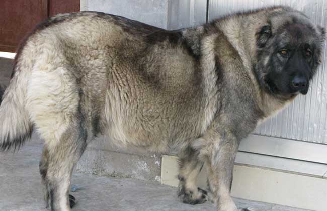 高加索犬