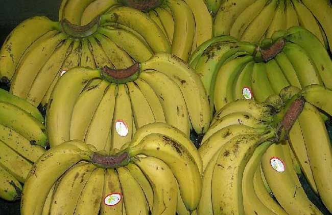 生香蕉如何催熟