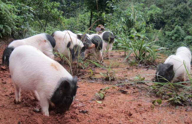 香猪养殖成本和利润
