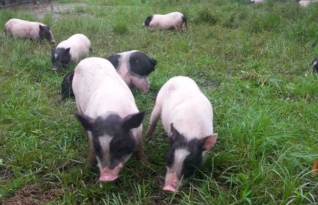 香猪养殖场建设方案