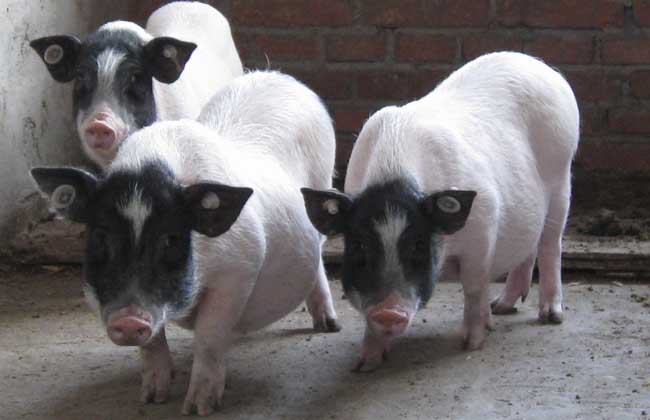 巴马香猪养殖技术视频