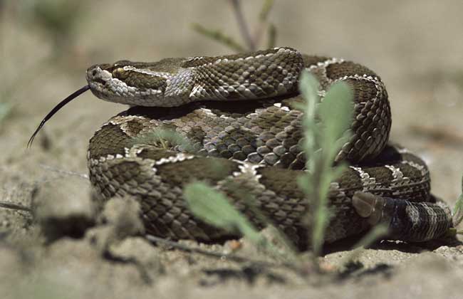 响尾蛇种类图片