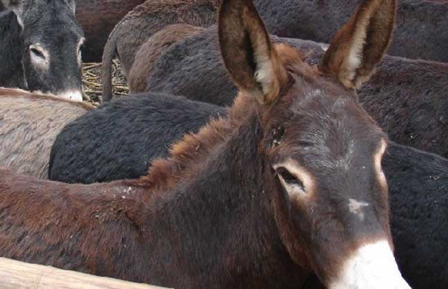 肉驴养殖国家有补贴吗？