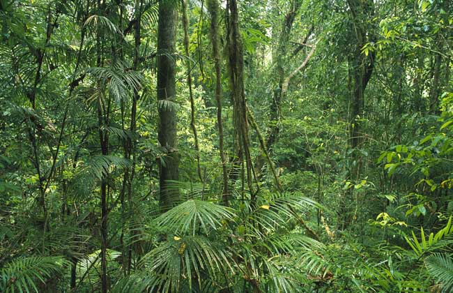 热带雨林迁移农业