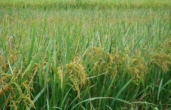 水稻种植业