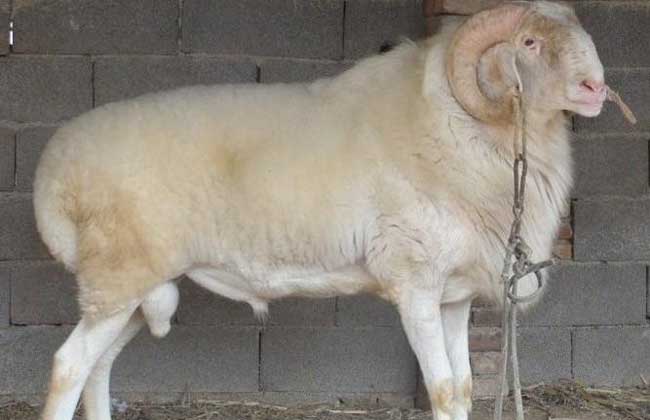 纯种小尾寒羊价格多少钱？