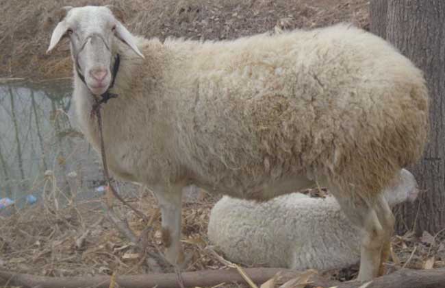 小尾寒羊牧草种植技术