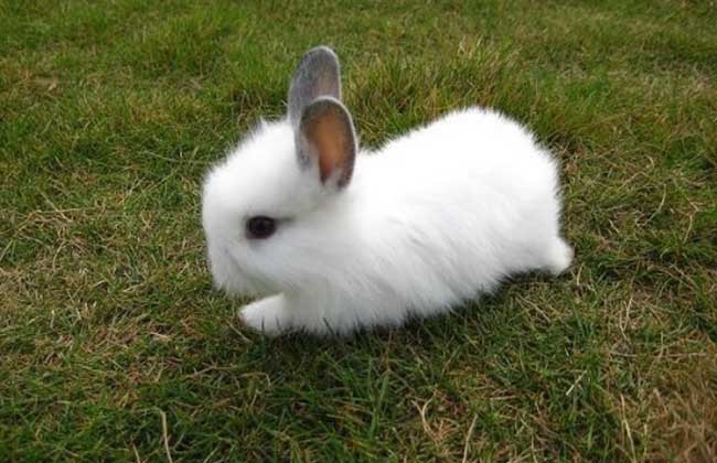 安哥拉兔多少钱一只