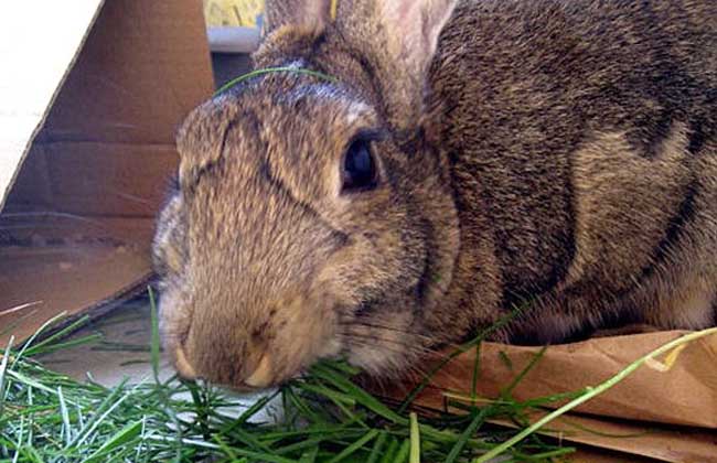 兔子不吃窝边草
