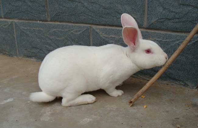 兔子吃什么食物