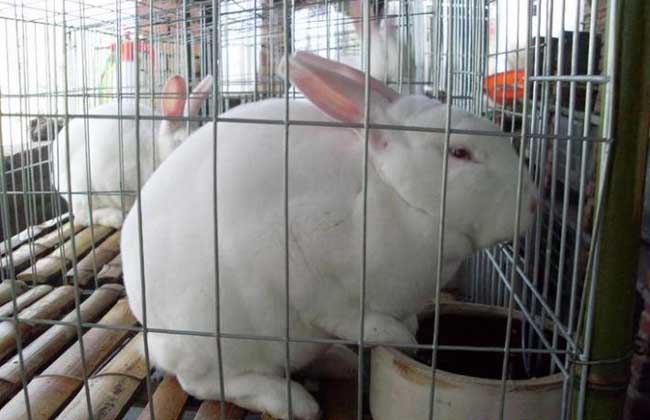 兔子养殖设备有哪些？