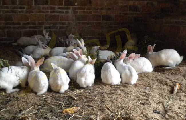 兔子养殖设备