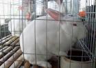 兔子养殖设备有哪些？