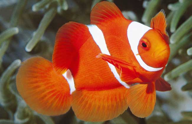 小丑鱼是什么鱼？