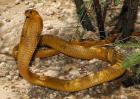 黄金眼镜蛇是什么蛇？