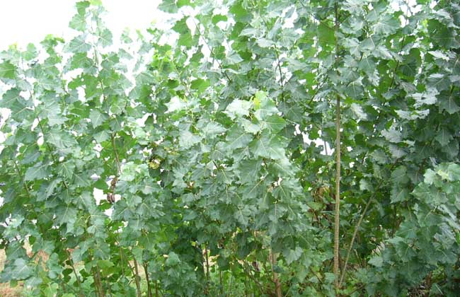 白杨树种植技术