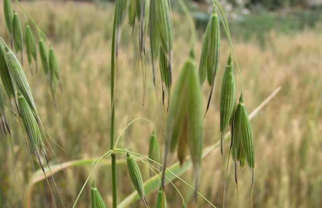燕麦种植时间