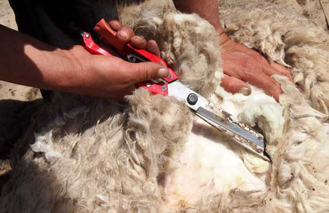 羊毛多久剪一次？