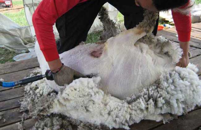 羊毛出在羊身上
