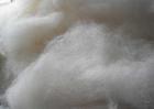 羊毛是蛋白质还是纤维？