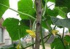 大棚黄瓜种植技术