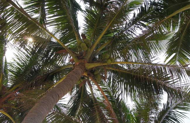 椰子树品种图片大全
