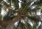 椰子树品种图片大全