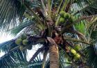 椰子树种植技术