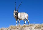 藏羚羊是什么动物？