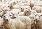 羊群效应是什么意思？