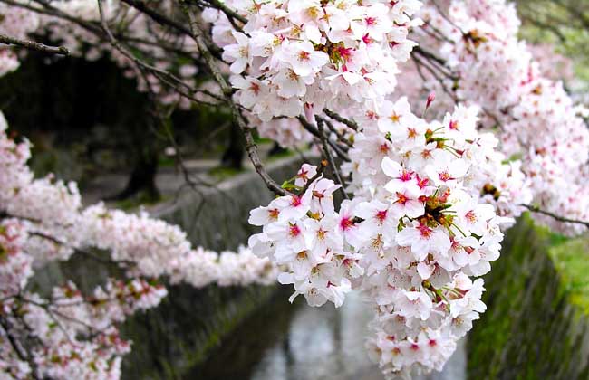 樱花的花语和传说