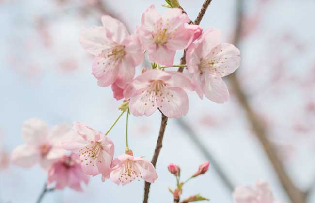 樱花树和樱桃树的区别